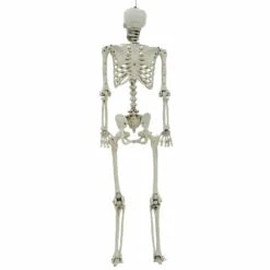 Life Size Poseable Skeleton Halloween Decoration Party Prop 152cm 11 Life Size Poseable Skeleton Halloween Decoration Party Prop 152cm -XS Stock Shop XS7424 3 opt