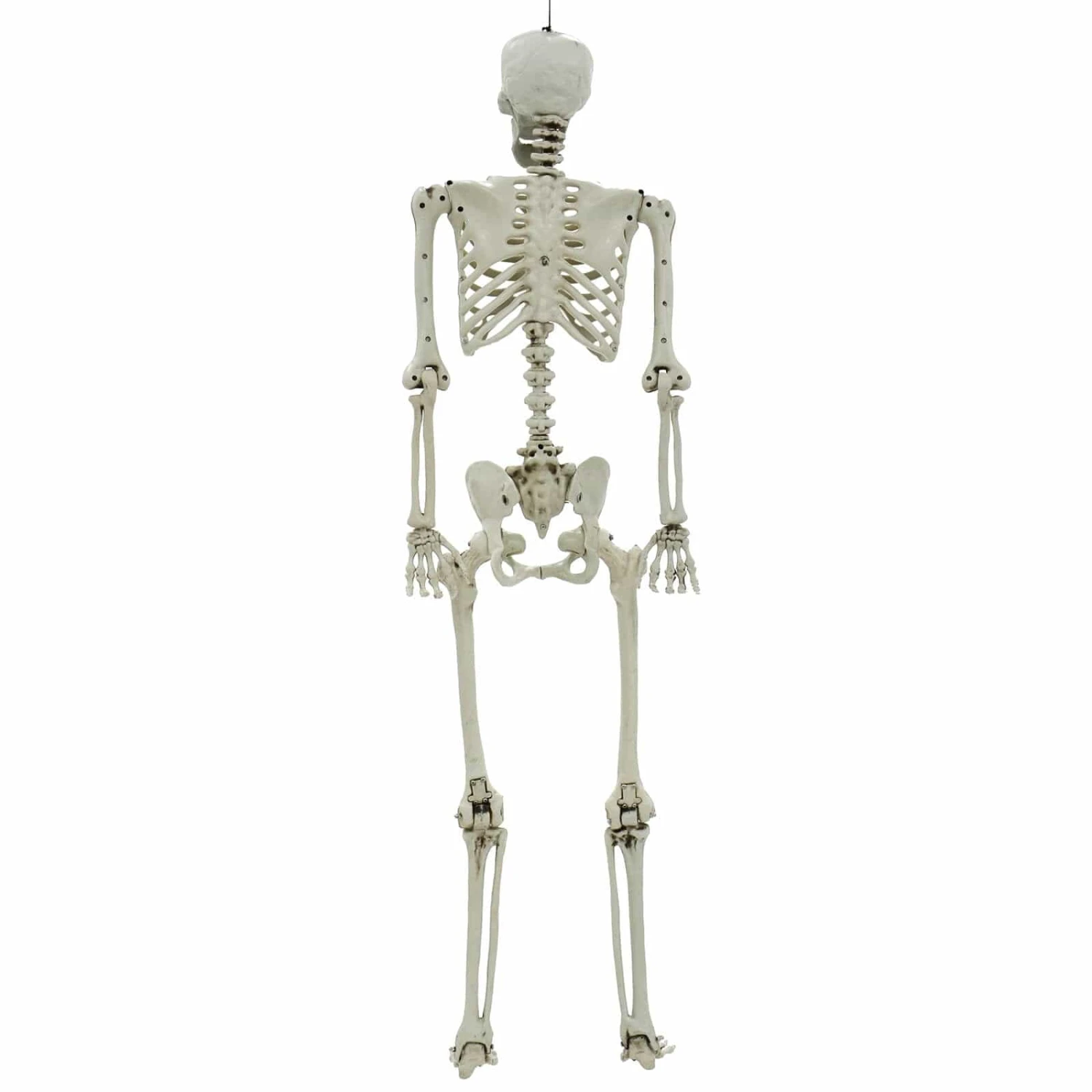 Life Size Poseable Skeleton Halloween Decoration Party Prop 152cm 6 Life Size Poseable Skeleton Halloween Decoration Party Prop 152cm - Image 6